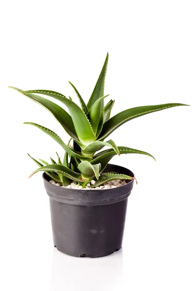 Aloe planta, embalagem — Fotografia de Stock