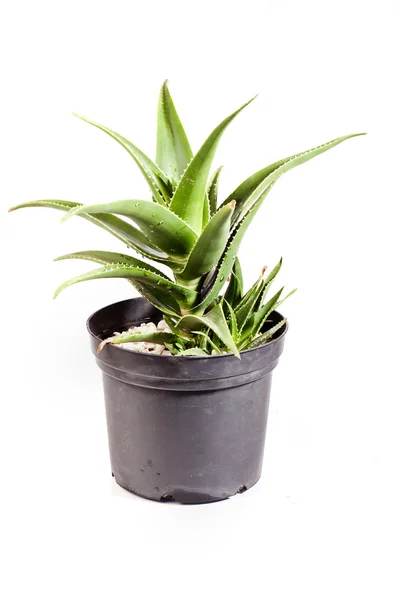 Rostliny Aloe, pack — Stock fotografie