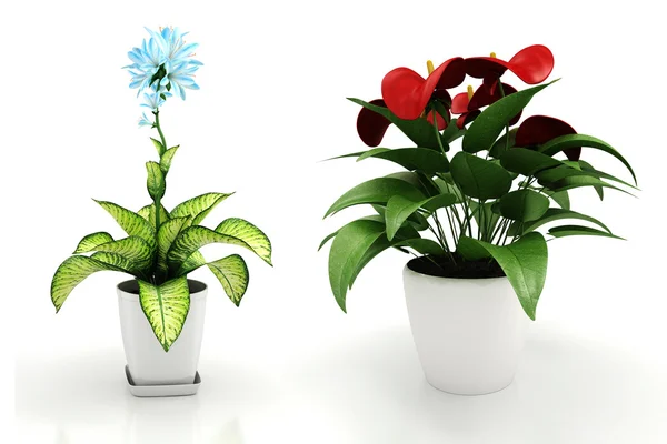 3d 家居植物反射在白色背景上 — 图库照片