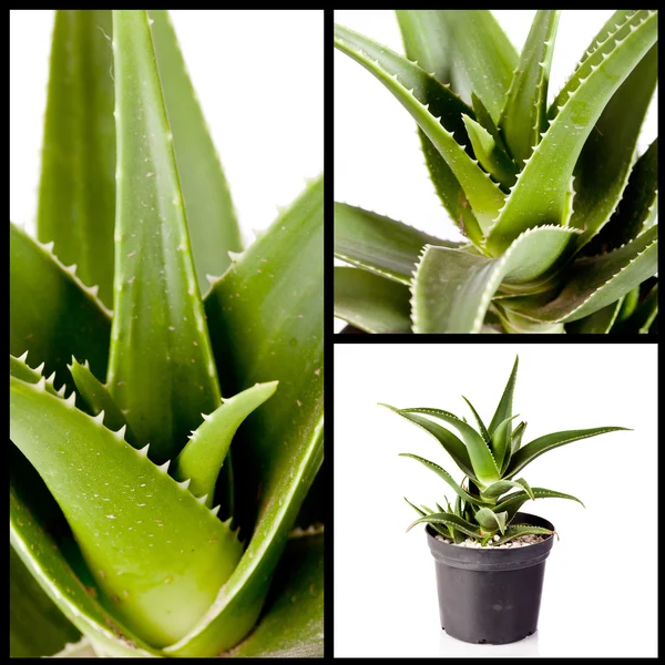 Aloe planta, embalagem — Fotografia de Stock