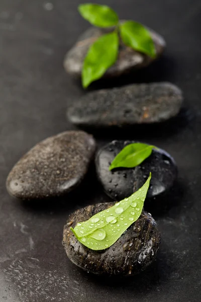 stock image Zen stones and freshplant with water drops