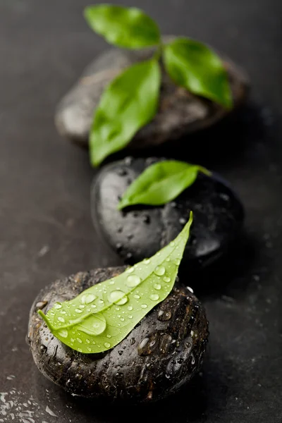 Zen stenen en freshplant met waterdruppels — Stockfoto