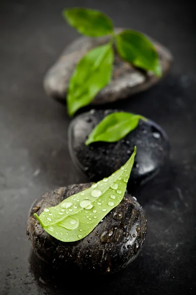 Pedras Zen e plantas frescas com gotas de água — Fotografia de Stock