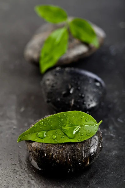 Piedras Zen y planta dulce con gotas de agua —  Fotos de Stock