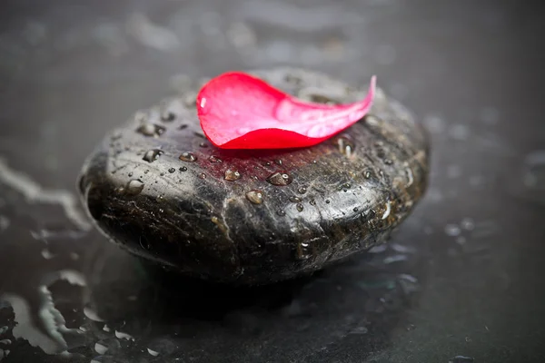 stock image Zen stones and freshplant with water drops