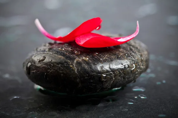 stock image Zen stones and freshplant with water drops