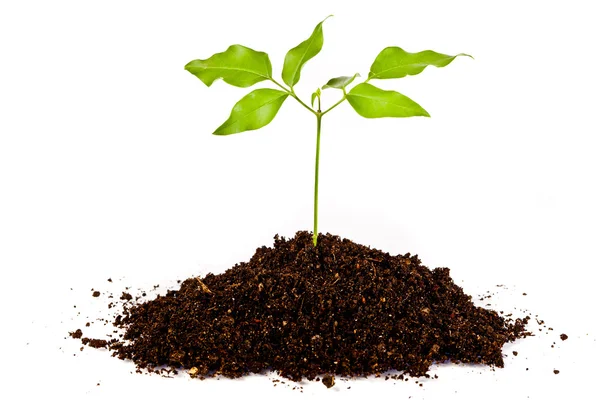 Fresh green plant in a mound of dirt — Stock Photo, Image