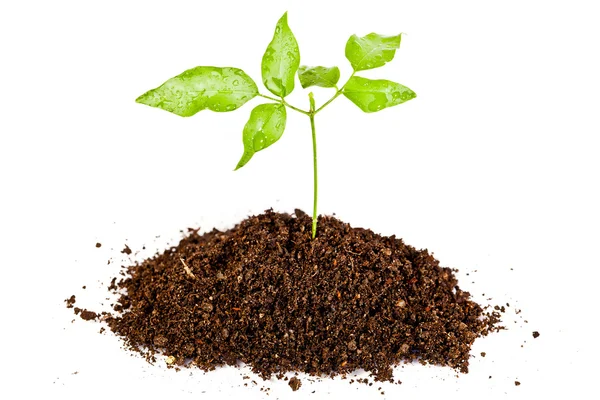 Fresh green plant in a mound of dirt — Stock Photo, Image