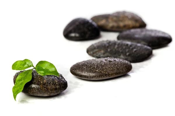 Piedras Zen y planta dulce con gotas de agua — Foto de Stock