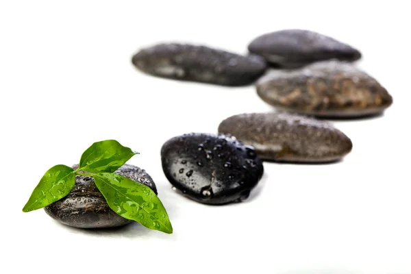 Pierres zen et plantes fraîches avec gouttes d'eau — Photo
