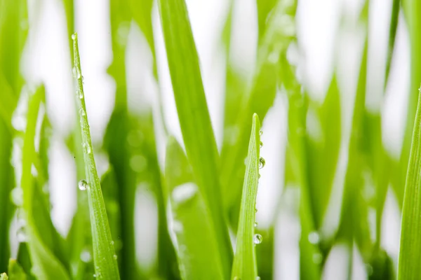 Fresh green wheat seedling — Stock Photo, Image