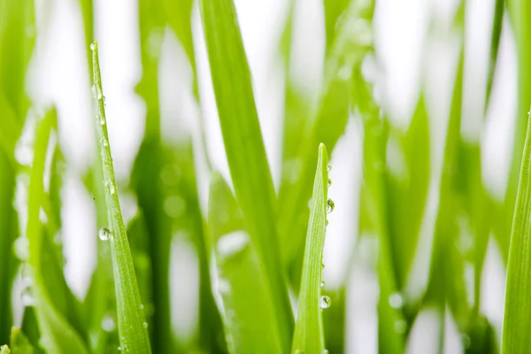 Piantina di semenzaio di grano verde fresco — Foto Stock