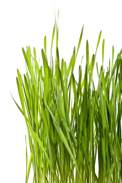 Mudas de trigo verde fresco — Fotografia de Stock