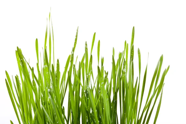 新鲜绿色小麦幼苗 — 图库照片