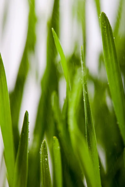 Čerstvá zelená pšenice sazenice — Stock fotografie