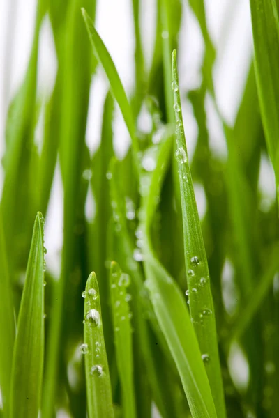 Piantina di semenzaio di grano verde fresco — Foto Stock