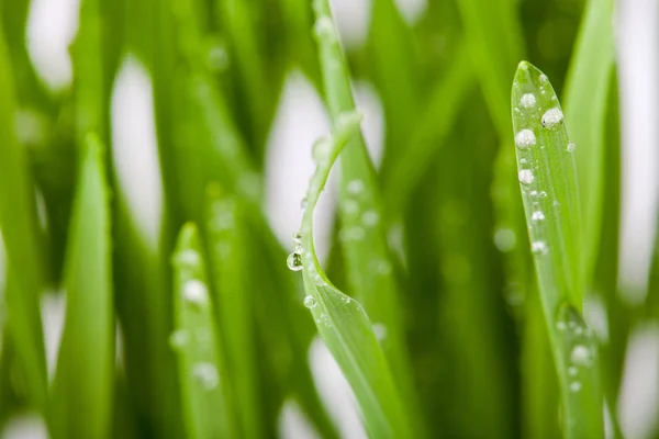 Mudas de trigo verde fresco — Fotografia de Stock
