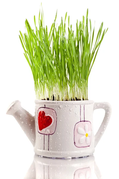 面白い花瓶に新鮮な緑の小麦 — ストック写真