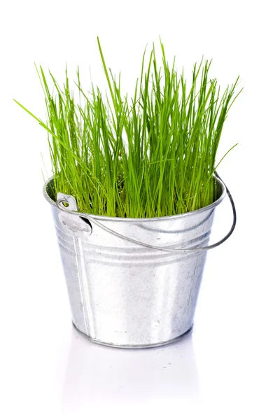 Grama verde fresca em um pequeno balde de metal — Fotografia de Stock