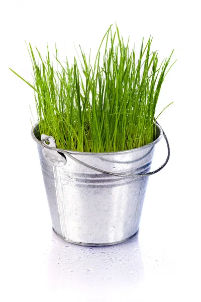 Čerstvé zelené trávě v malé kovové vědro — Stock fotografie