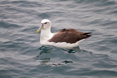 Albatros Kral