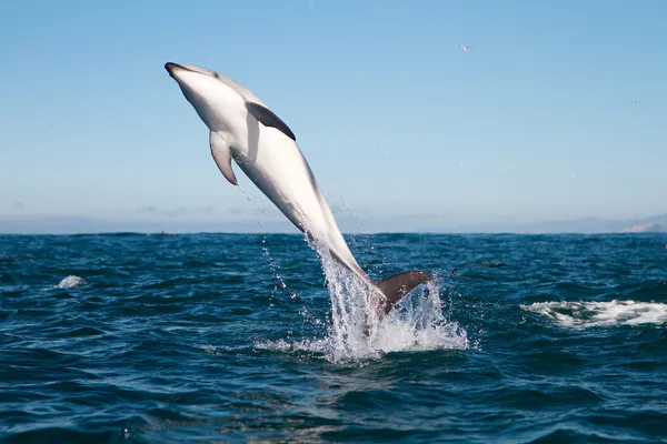 Delfin ciemny skoki — Zdjęcie stockowe
