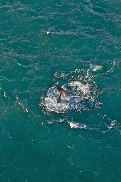 İspermeçet balinası — Stok fotoğraf