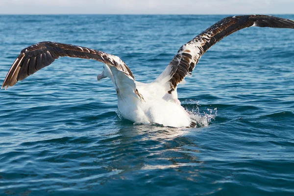 Król Albatros startu — Zdjęcie stockowe