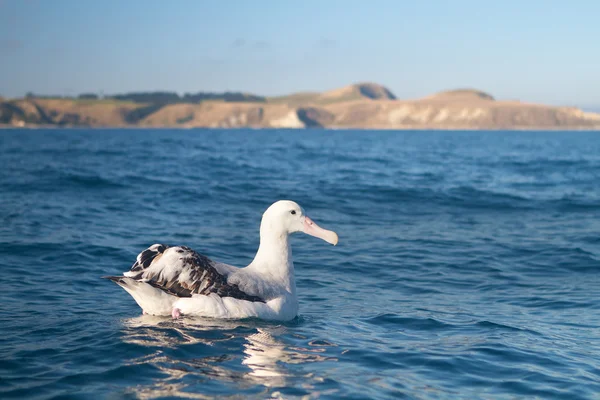 Albatros Kral — Stok fotoğraf