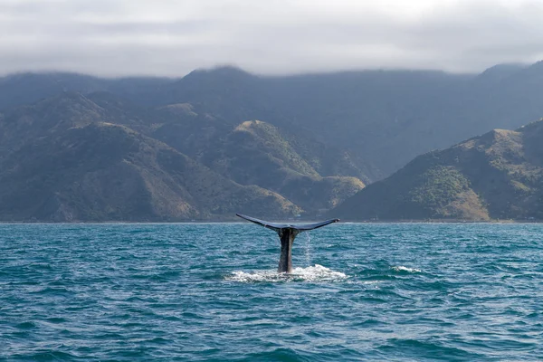 マッコウクジラ — ストック写真