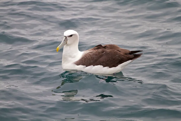King Albatross — Stockfoto