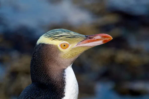 Pinguim de olhos amarelos — Fotografia de Stock