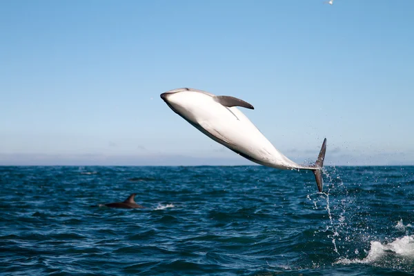 Delfin ciemny skoki — Zdjęcie stockowe