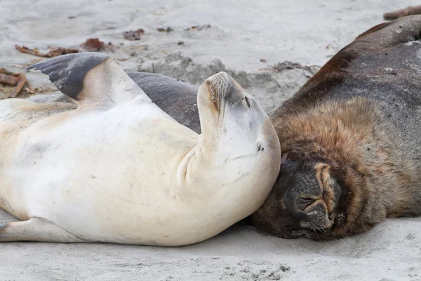 Leones marinos descansando — Foto de Stock