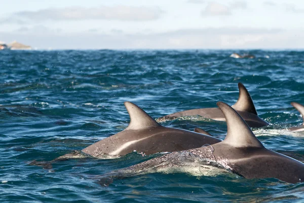Delfines oscuros Imagen De Stock