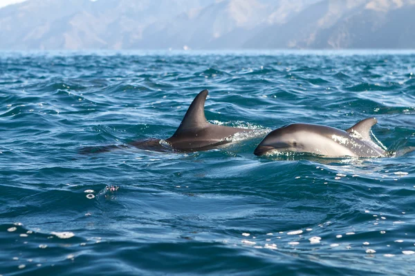 Delfini crepuscolari Fotografia Stock