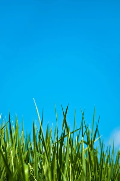 Grünes Frühlingsgras — Stockfoto