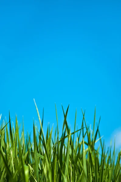 stock image Green spring grass