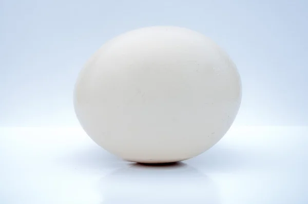 Pštrosí vejce — Stock fotografie