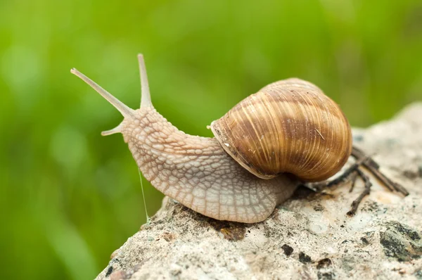stock image Land snail