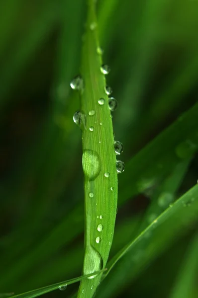 Grünes Gras mit Regentropfen — Stockfoto