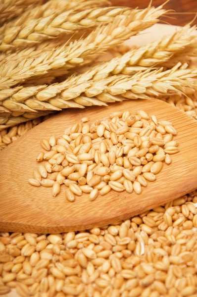Pšeničná zrna — Stock fotografie