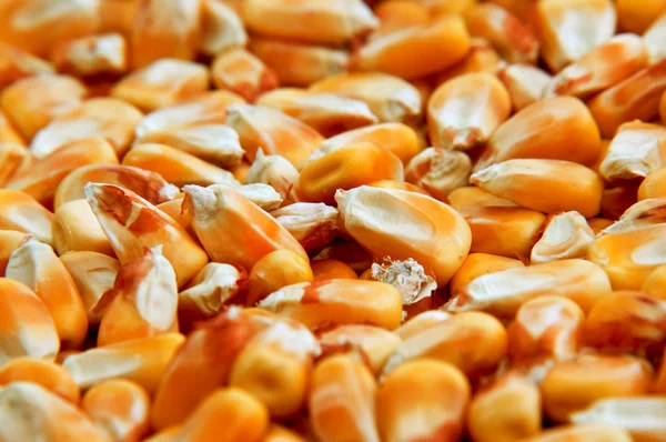 Granos de maíz —  Fotos de Stock