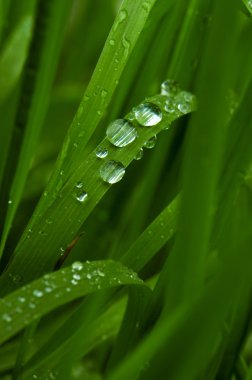 Green grass with raindrops clipart