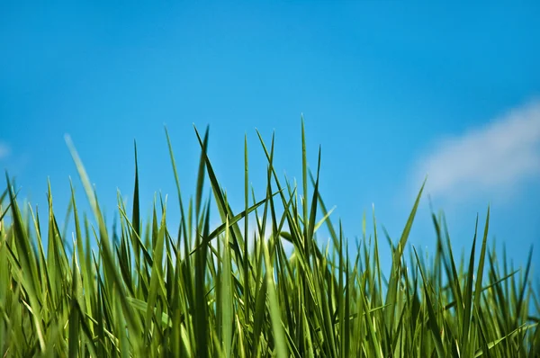 Vihreä kevät ruoho — kuvapankkivalokuva