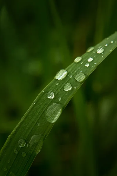 Hierba verde con gotas de lluvia — Foto de Stock