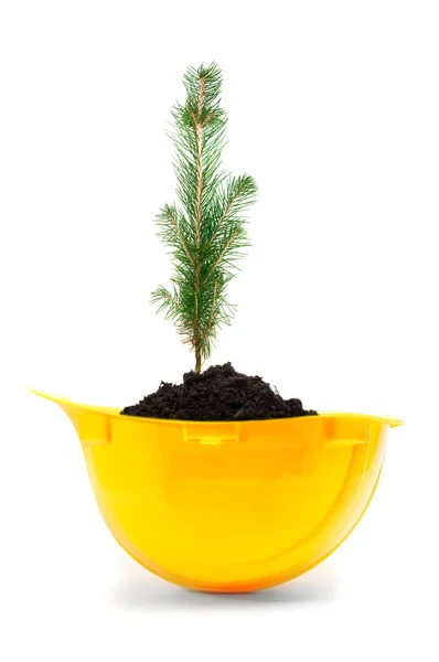 Small tree in yellow hard hat — Stock Photo, Image