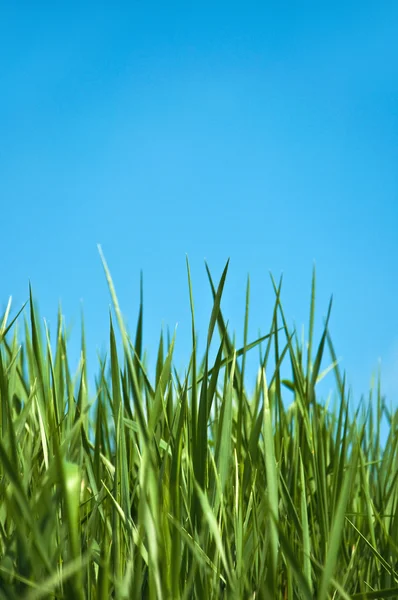 Hijau musim semi rumput — Stok Foto