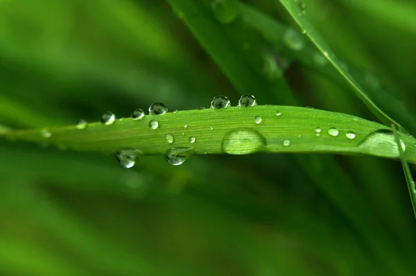 Zielona trawa z kroplami deszczu — Zdjęcie stockowe