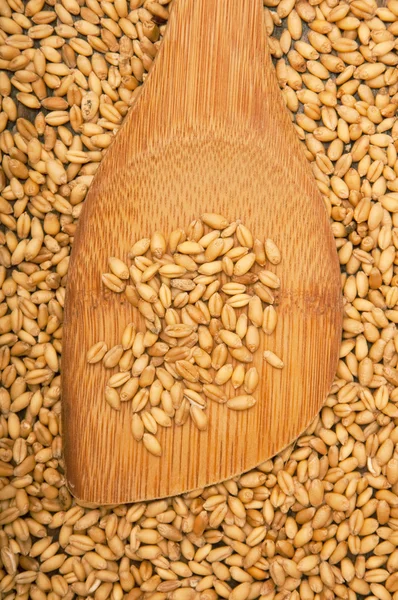 Grains de blé — Photo